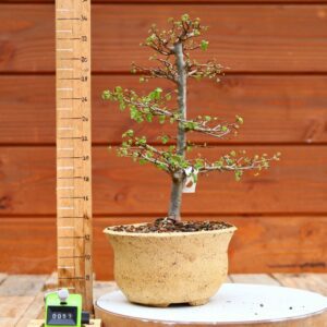 Ulmus parvifolia n°057