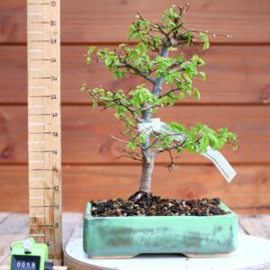 Ulmus parvifolia n°058