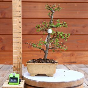 Ulmus parvifolia n°060