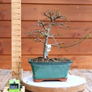 Ulmus parvifolia n°064