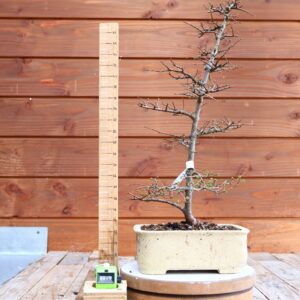 Ulmus parvifolia n°065