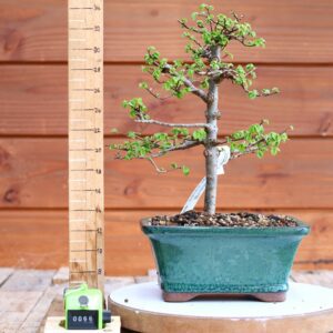 Ulmus parvifolia n°066