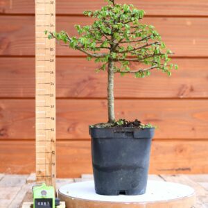 Ulmus parvifolia n°067