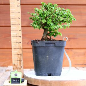 Ulmus parvifolia n°073