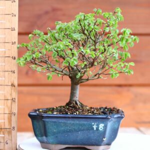 Ulmus parvifolia n°078