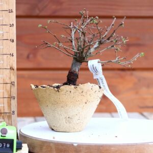 Ulmus parvifolia n°079