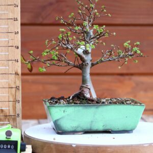 Ulmus parvifolia n°080