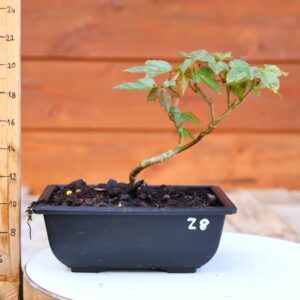 Acer buergerianum- Erable de Buerger n°028