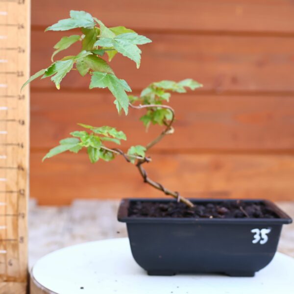 Acer buergerianum n°35 - Erable de Buerger