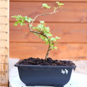 Acer buergerianum- Erable de Buerger n°047