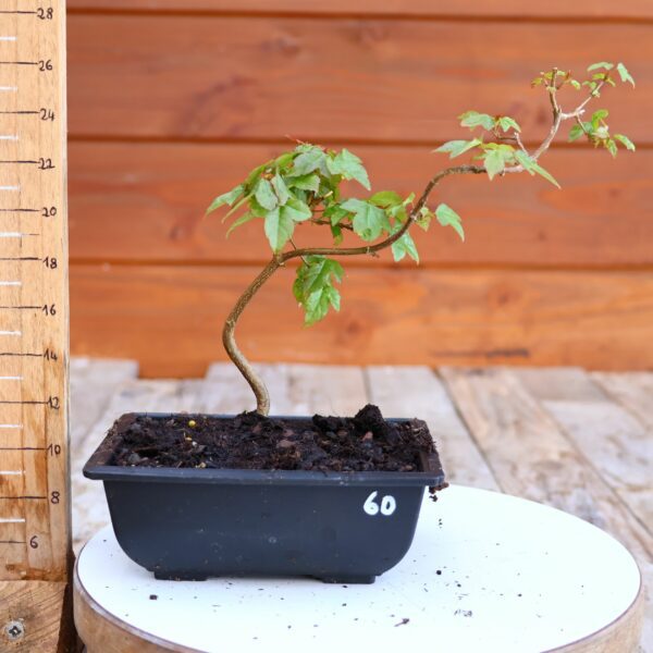 Acer buergerianum n°60 - Erable de Buerger