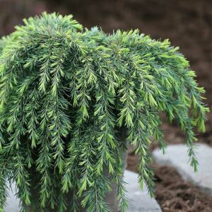 Cedrus deodara 'Feeling Blue'/ Cèdre de l'Himalaya