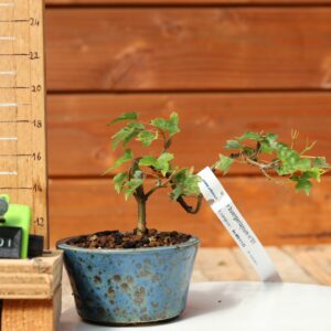 Acer buergerianum - Erable de Buerger n° 001