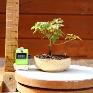 Acer buergerianum- Erable de Buerger n°002