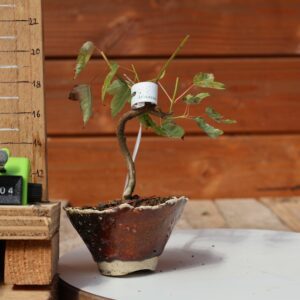 Acer buergerianum- Erable de Buerger n°004