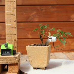 Acer buergerianum- Erable de Buerger n°006