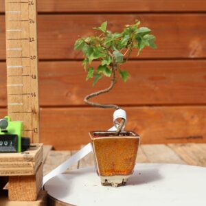 Acer buergerianum- Erable de Buerger n°007