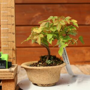 Acer buergerianum- Erable de Buerger n°011