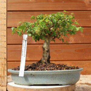 Acer buergerianum- Erable de Buerger n°019