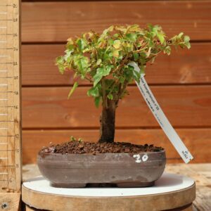 Acer buergerianum- Erable de Buerger n°020