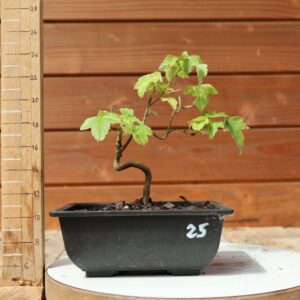 Acer buergerianum- Erable de Buerger n°025