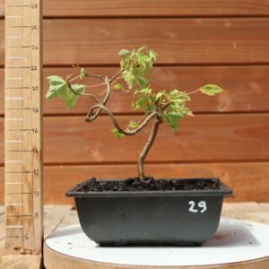 Acer buergerianum- Erable de Buerger n°029