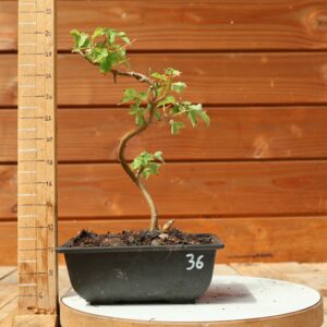 Acer buergerianum- Erable de Buerger n°036