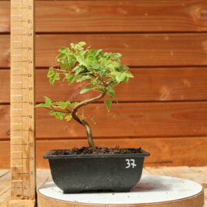 Acer buergerianum- Erable de Buerger n°037