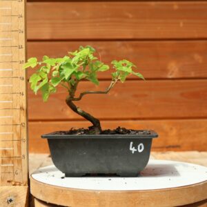 Acer buergerianum- Erable de Buerger n°040