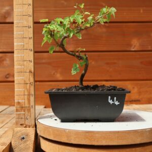 Acer buergerianum- Erable de Buerger n°044