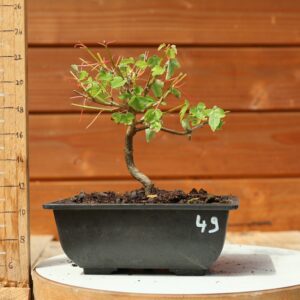 Acer buergerianum- Erable de Buerger n°049