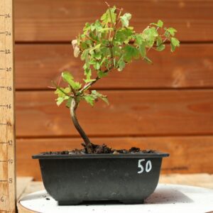 Acer buergerianum- Erable de Buerger n°050