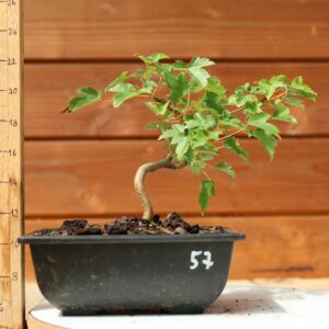 Acer buergerianum- Erable de Buerger n°057