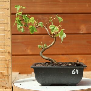 Acer buergerianum- Erable de Buerger n°067