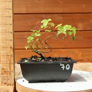 Acer buergerianum- Erable de Buerger n°070