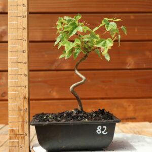 Acer buergerianum- Erable de Buerger n°082