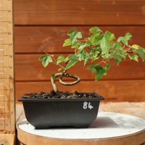 Acer buergerianum- Erable de Buerger n°084