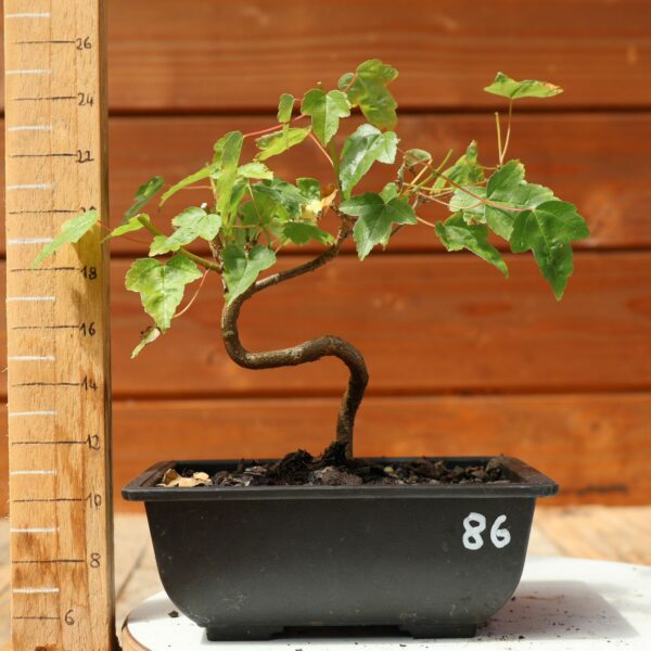 Acer buergerianum- Erable de Buerger n°086