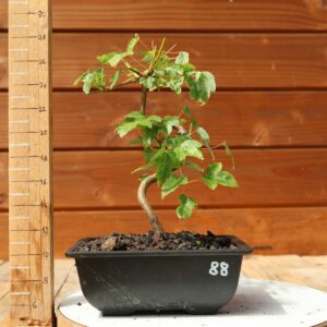 Acer buergerianum- Erable de Buerger n°088