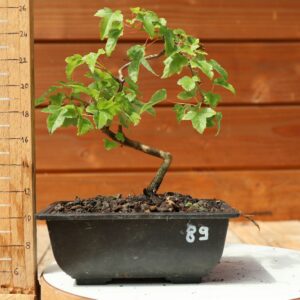 Acer buergerianum- Erable de Buerger n°089