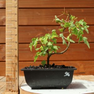 Acer buergerianum- Erable de Buerger n°096