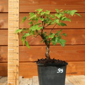 Acer buergerianum- Erable de Buerger n°099