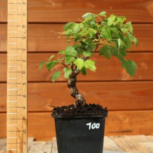 Acer buergerianum- Erable de Buerger n°100