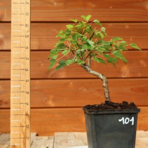 Acer buergerianum- Erable de Buerger n°101