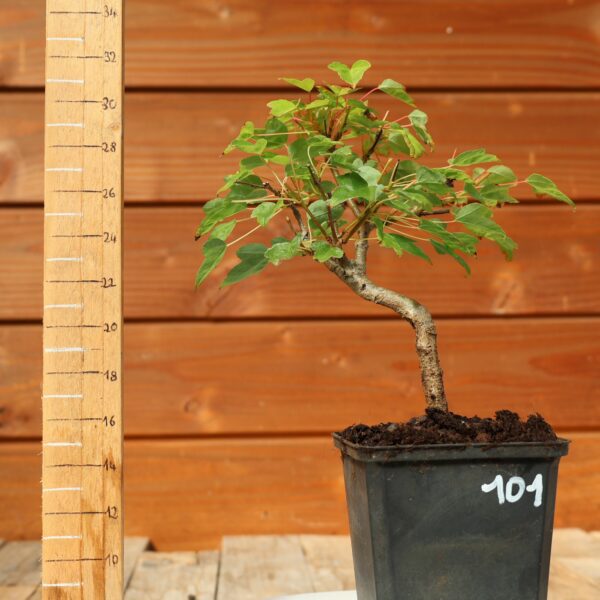 Acer buergerianum- Erable de Buerger n°101