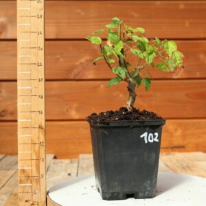 Acer buergerianum- Erable de Buerger n°103