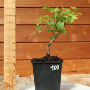 Acer buergerianum- Erable de Buerger n°107