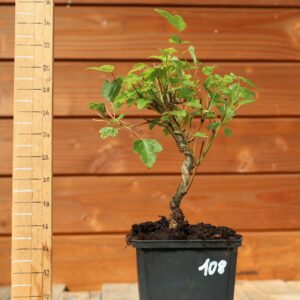 Acer buergerianum- Erable de Buerger n°108