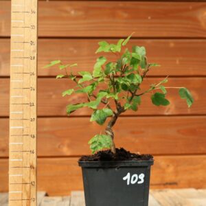 Acer buergerianum- Erable de Buerger n°109