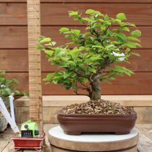 Carpinus betulus - Charme n°04